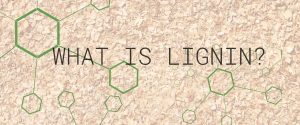 What is Lignin